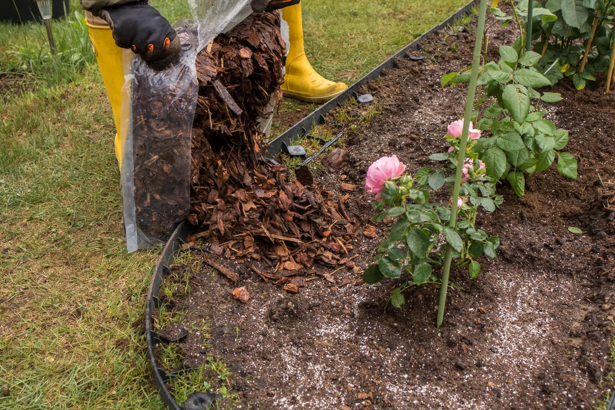A rózsák köré mulcsot szórnak.