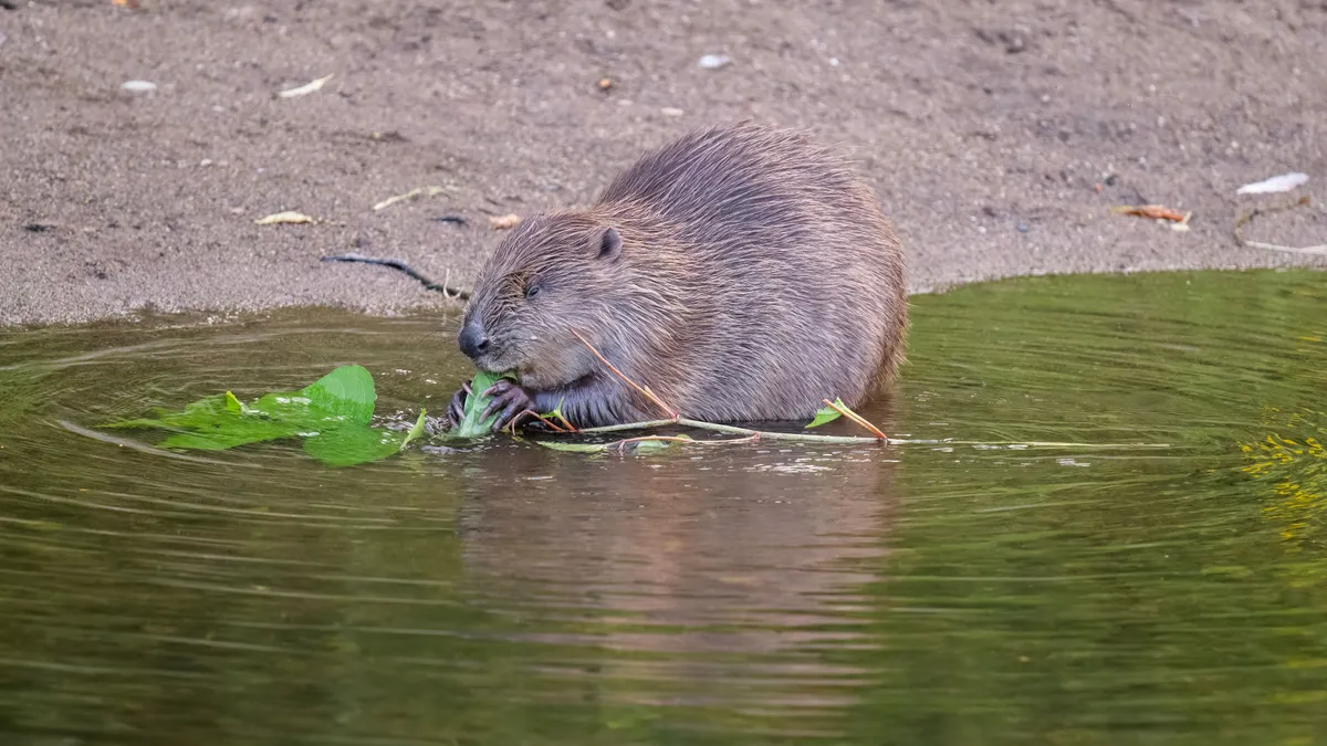 Kőkemény kvíz: mennyire ismered Magyarország élővilágát?