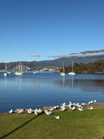 A tasmaniai Hobart látképe öböllel, sirályokkal és vitorlásokkal.