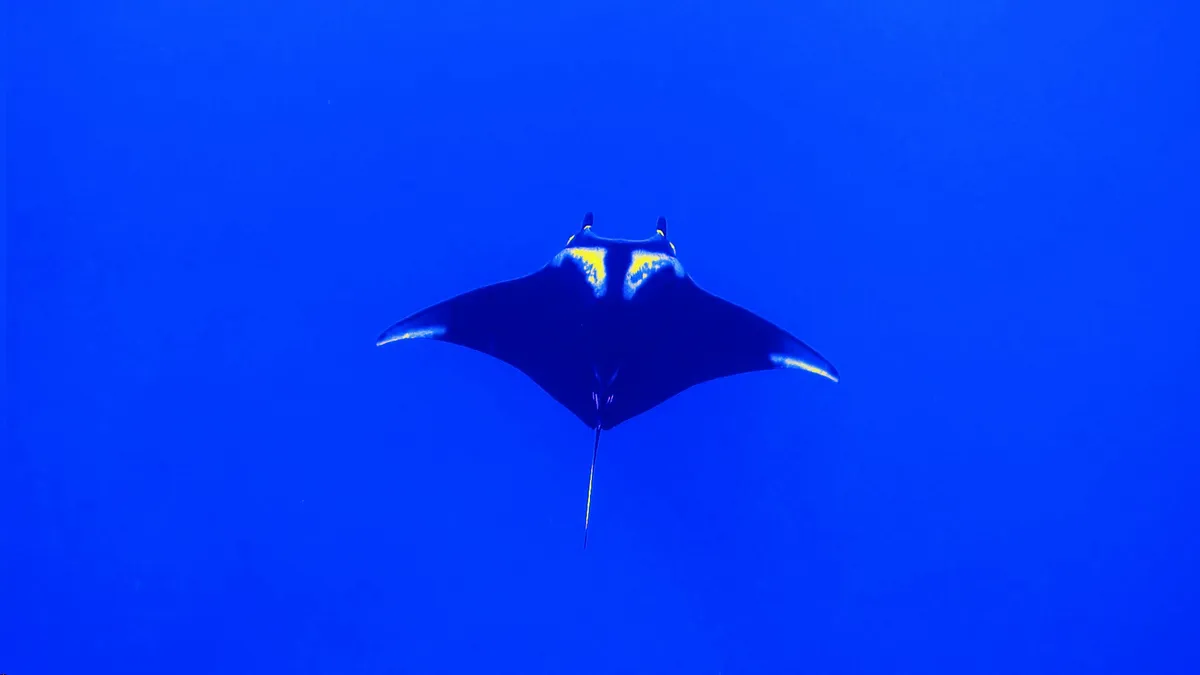 Manta rája a Vörös-tenger vizében.