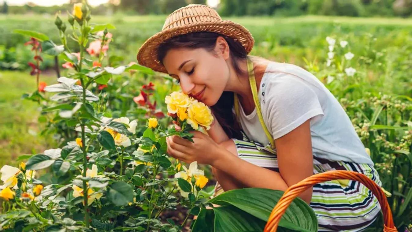 Így gondozd a rózsát, hogy egész nyáron virágozzon