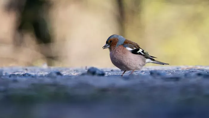 Tavaszi ébredés: fürdőznek a napsütésben az erdei állatok