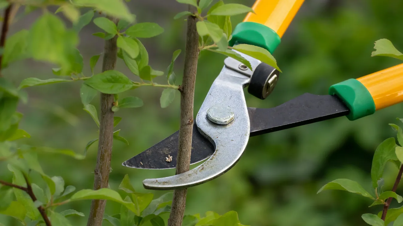 A tavaszi metszés 3 szabálya, amit a kertészek is betartanak