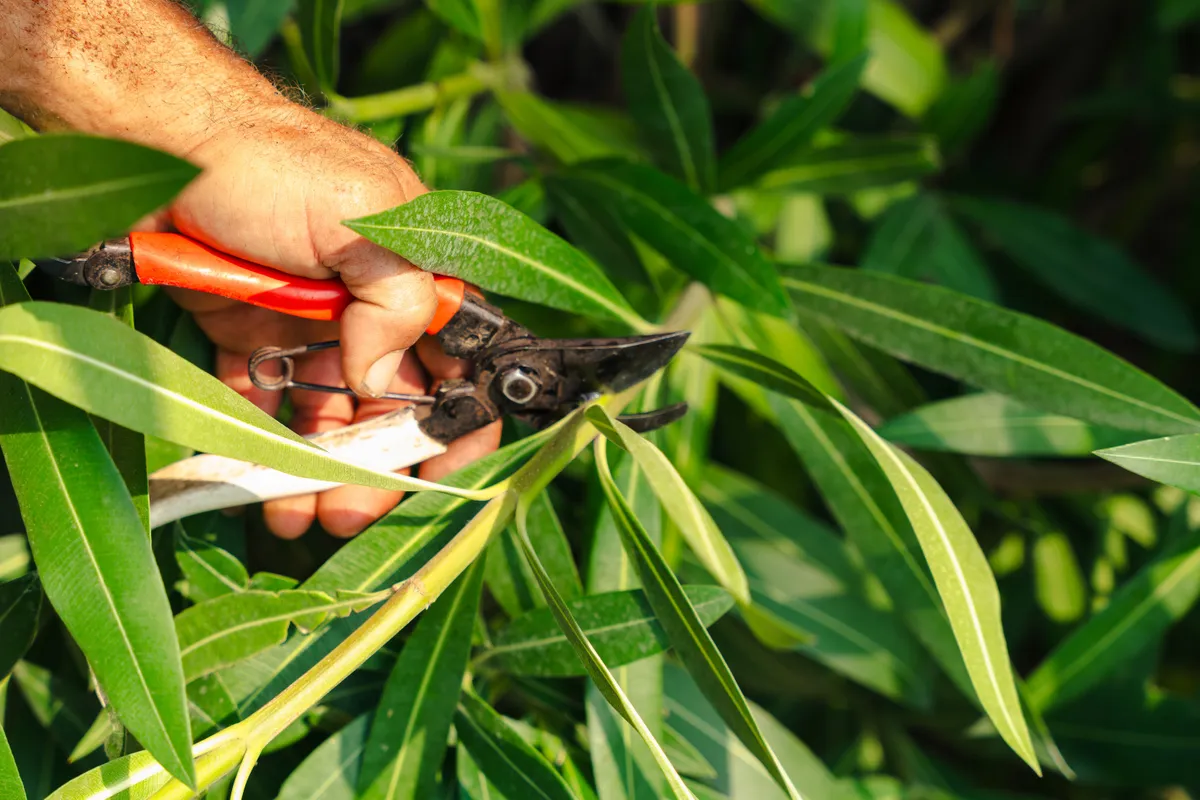 Milyen földet szeret a leander, és hogyan metsszük?