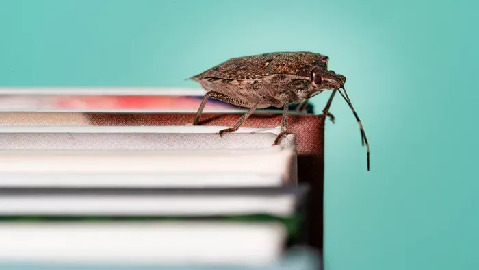 Filléres trükkök poloskák ellen