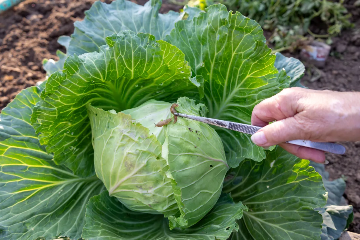 Meztelen csiga gyűjtése salátáról csipesszel