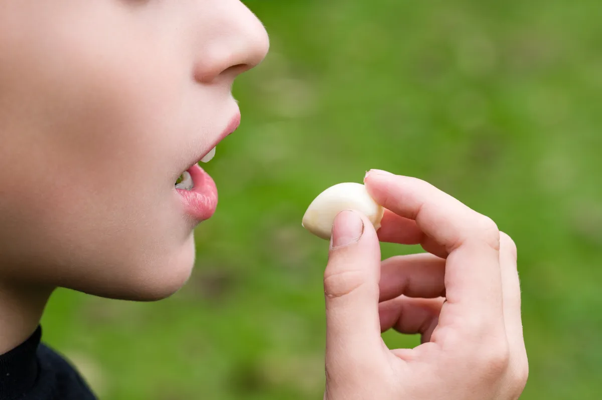 Fokhagyma hatása nő friss fokhagymát eszik