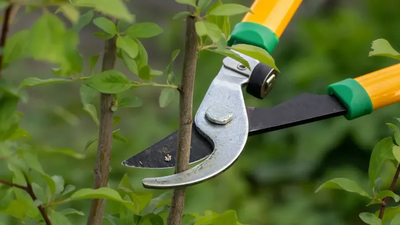 A tavaszi metszés 3 szabálya, amit a kertészek is betartanak