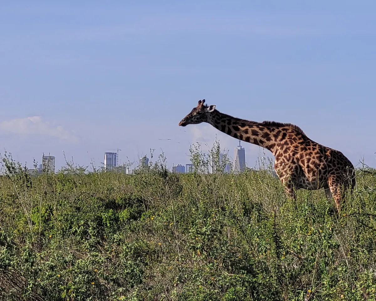 Zsiráf a kenyai szavannán, háttérben toronyházakkal.