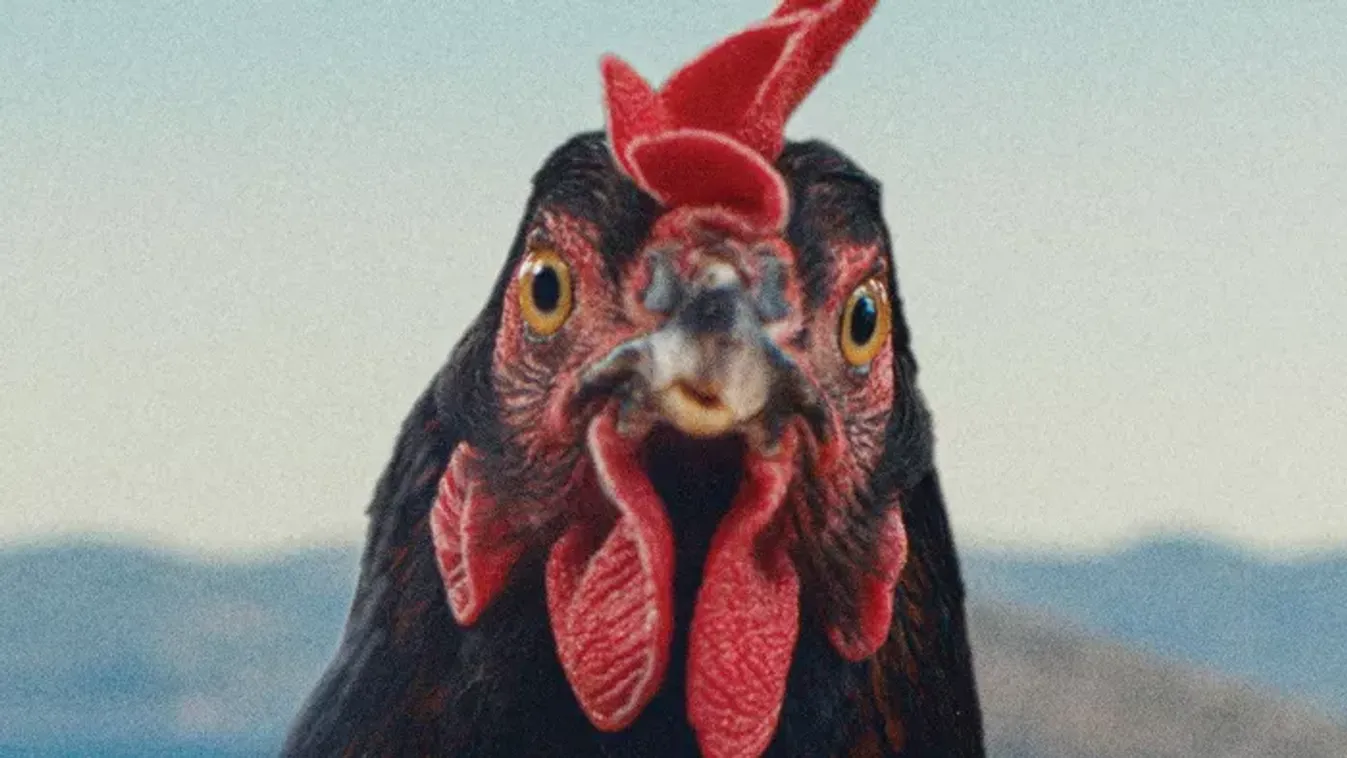 Szárnyal vagy csak kapirgál? Ezúttal a Tyúk című film került terítékre — Kritika