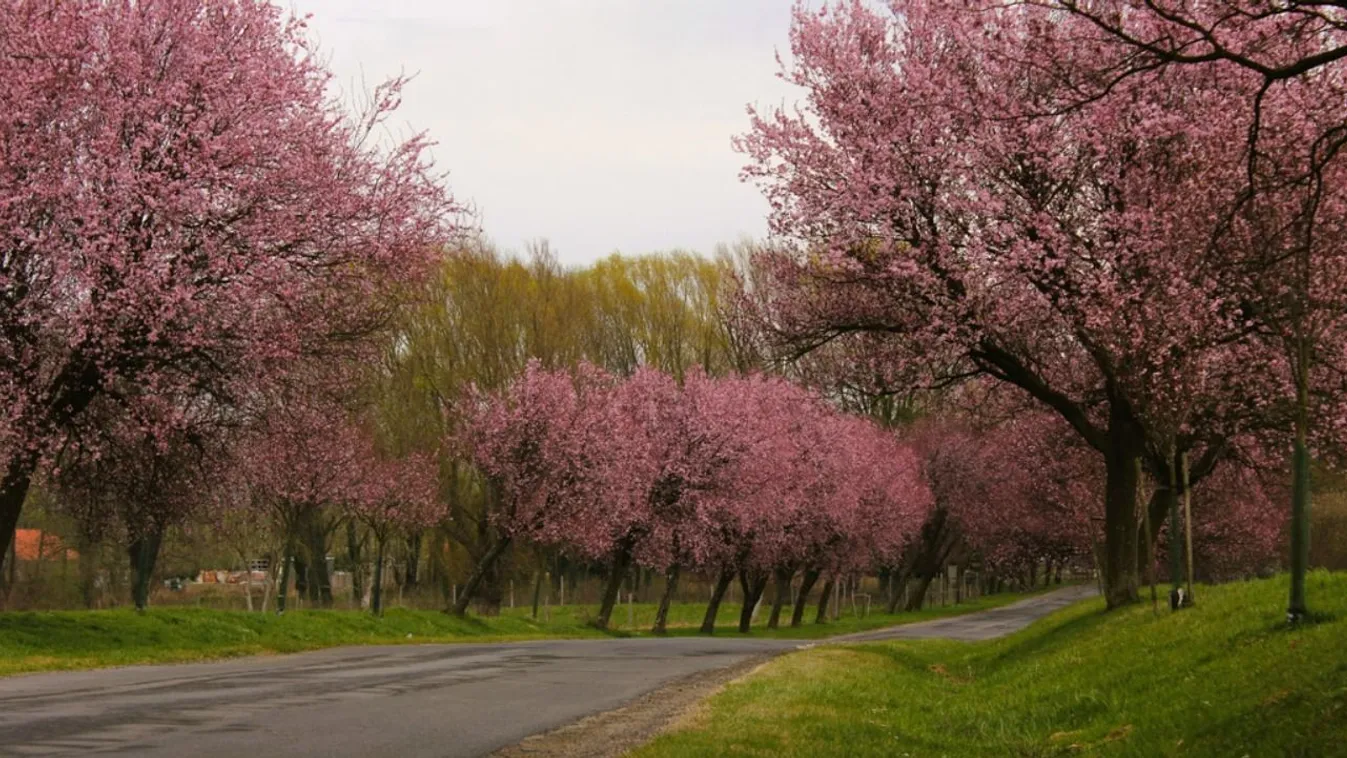 A vidornyafoki vérszilvafa sor szintén tökéletes tavaszi úti cél.