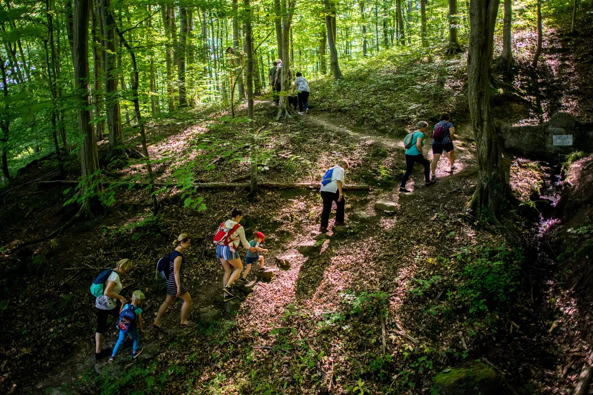 Bakonyi tanösvényen kiránduló csoport