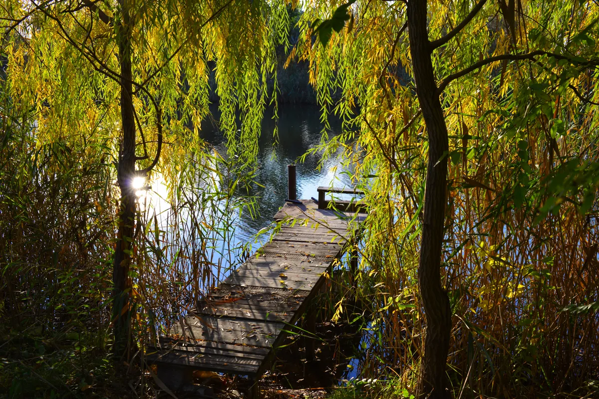 Tanösvények Budapest környékén, a Tőzeges-tónál.