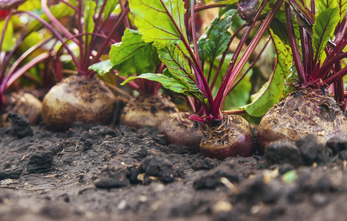 Földből kibújó céklagumók a cékla leveleivel
