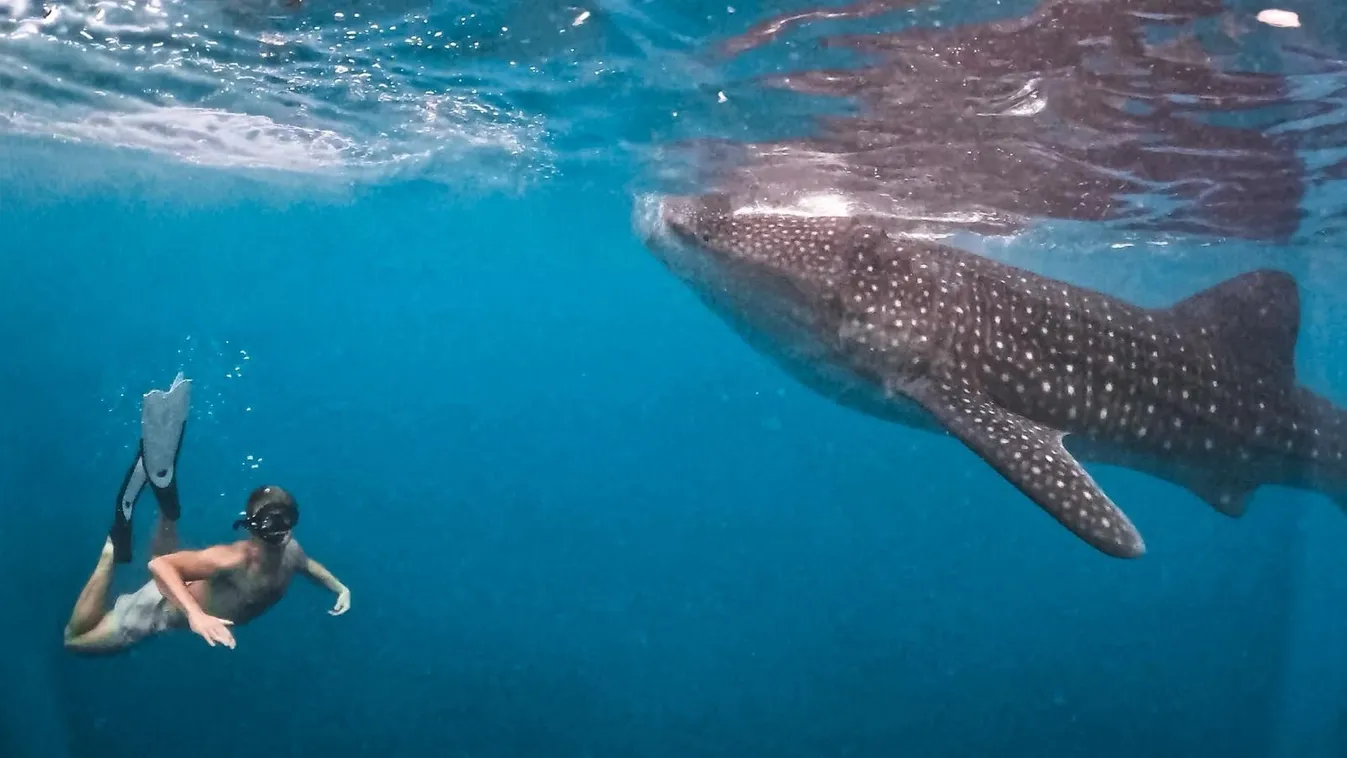 Ignácz Gergőék még cetcápával is úsztak. 