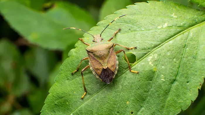 Poloska ellen ezt ültesd a kertbe