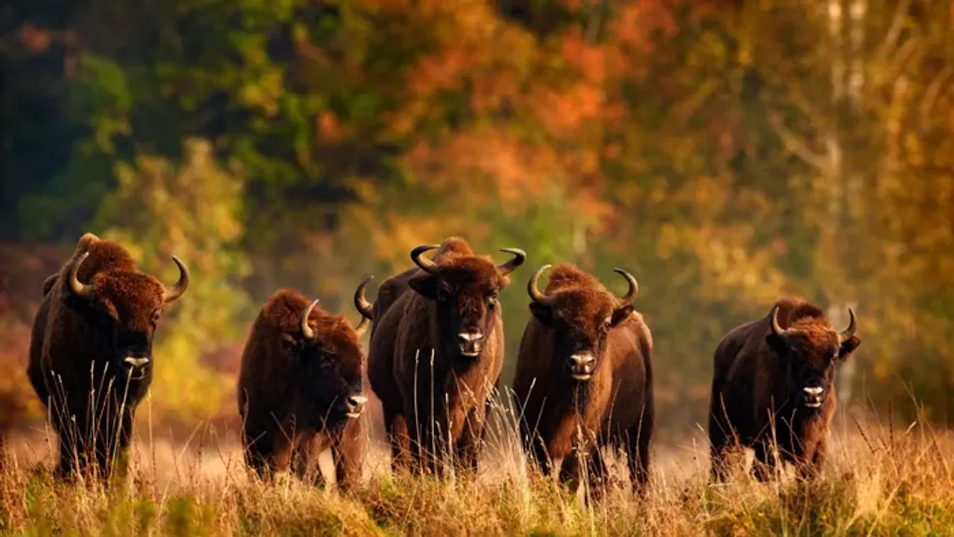 Ahol megállt az idő: 5 bakancslistás európai őserdő, amit egyszer látnod kell