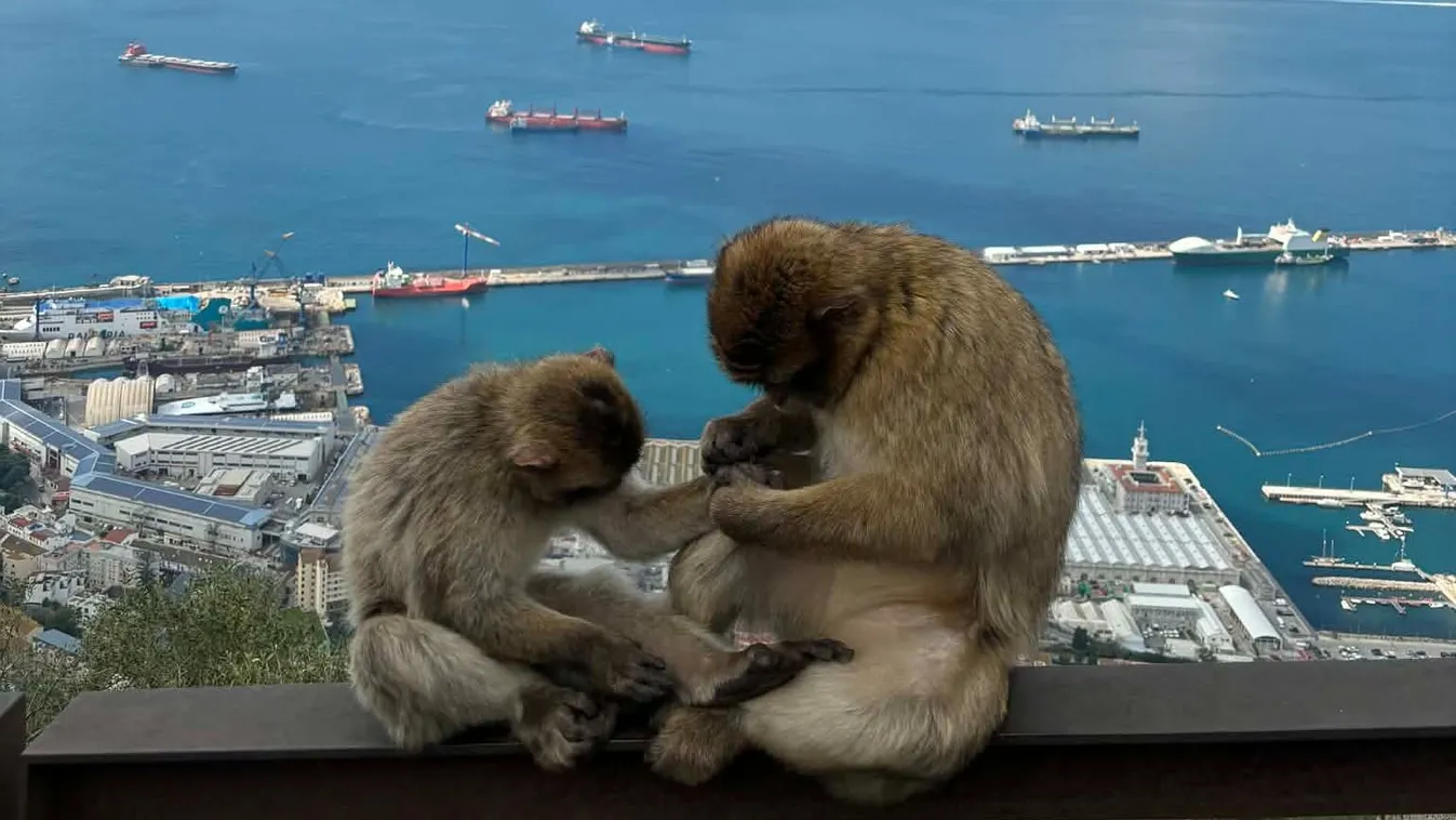 Málaga és a gibraltári majmok Spanyolországban.