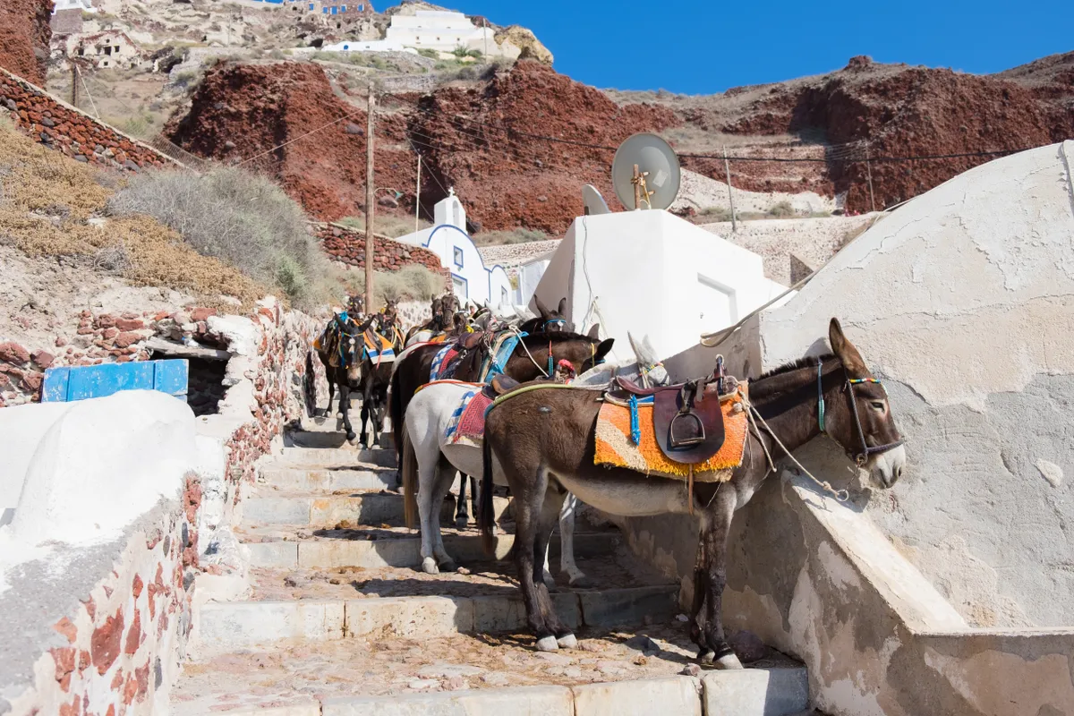 Fuvarra váró öszvérek a görögországi Santorini szigetén 