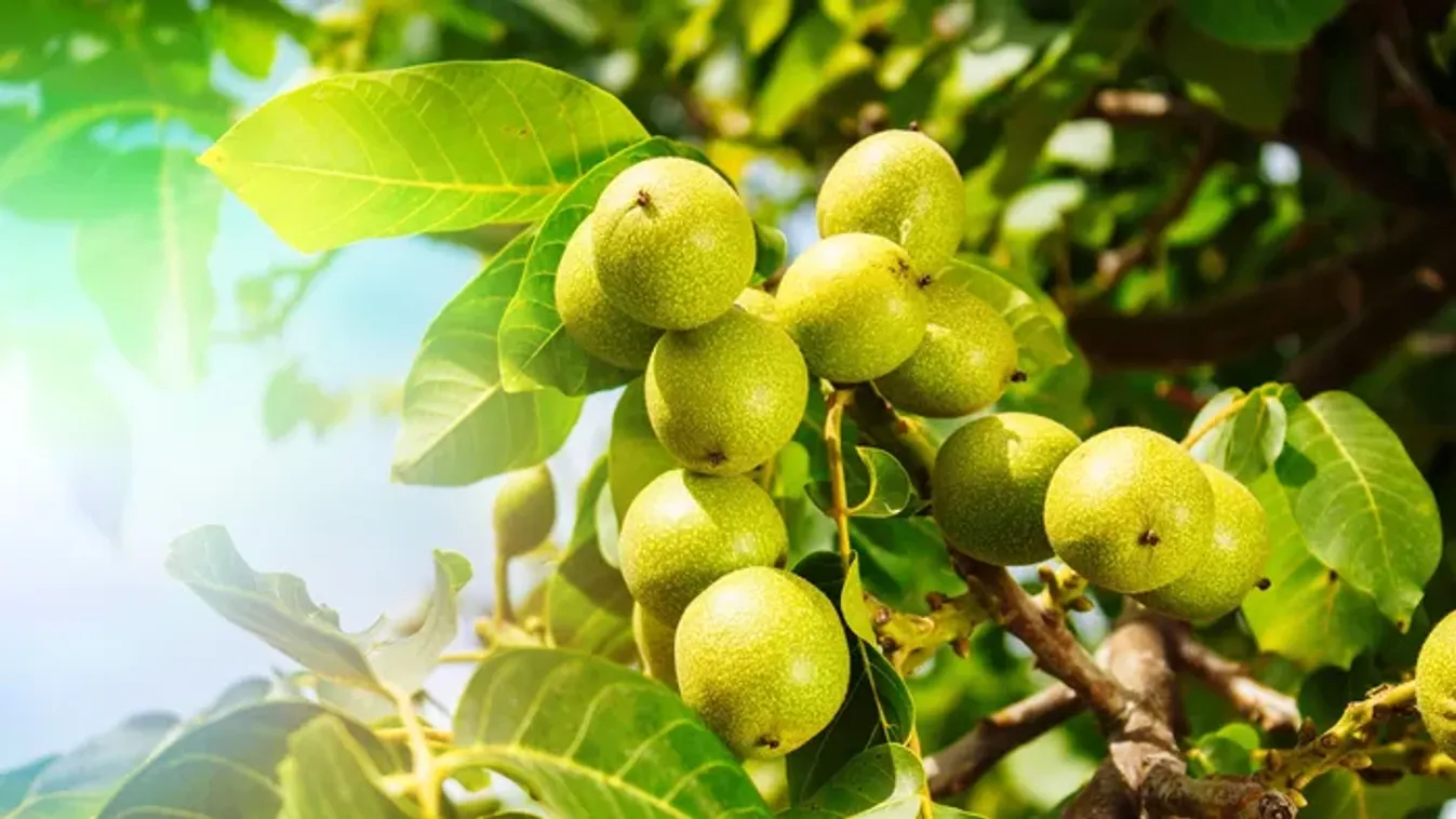 Ne mondj le róla – Ezzel a módszerrel még megmentheted a diófát