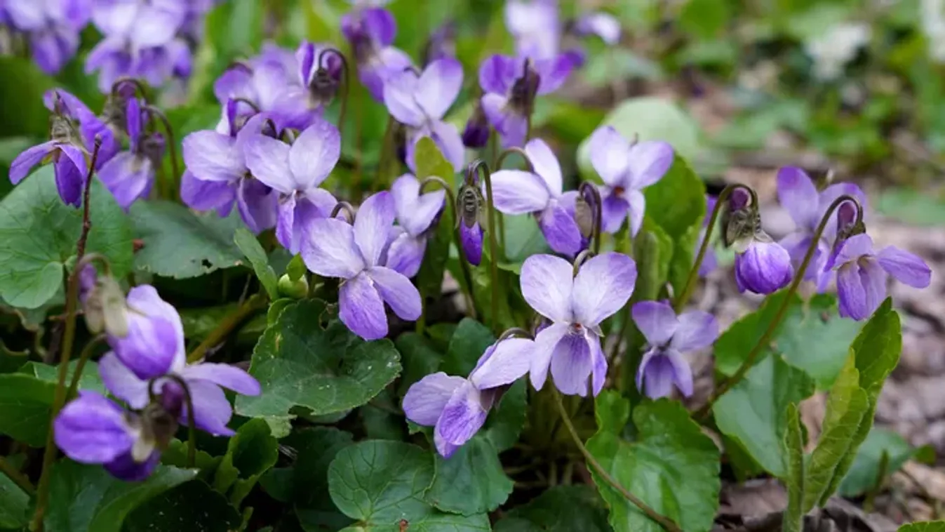 Tudtad, hogy az ibolya számos betegségre gyógyír? Így használhatod torokfájásra, bőrpanaszokra és köhögésre