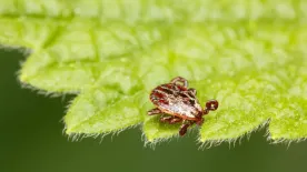 Vigyázz, ezek a növények kullancsokat csábíthatnak a kertedbe