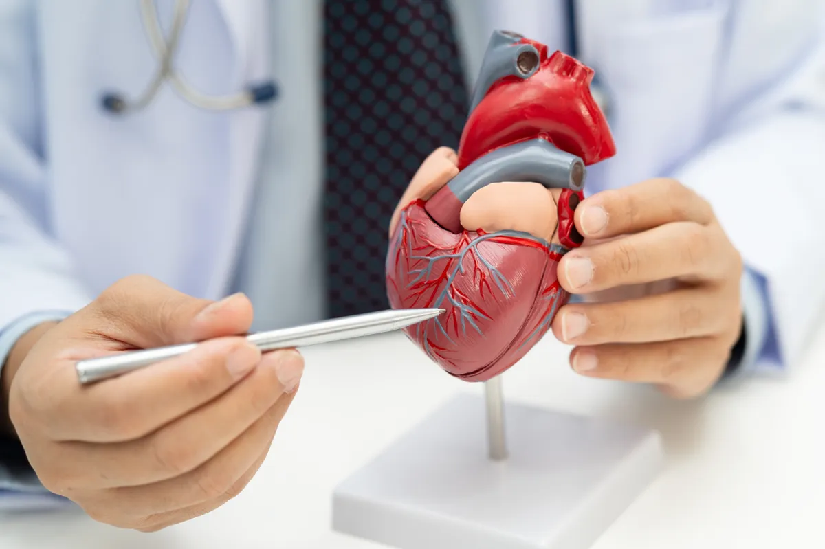 Szív- és érrendszeri betegségek prezentálása egy szív maketten