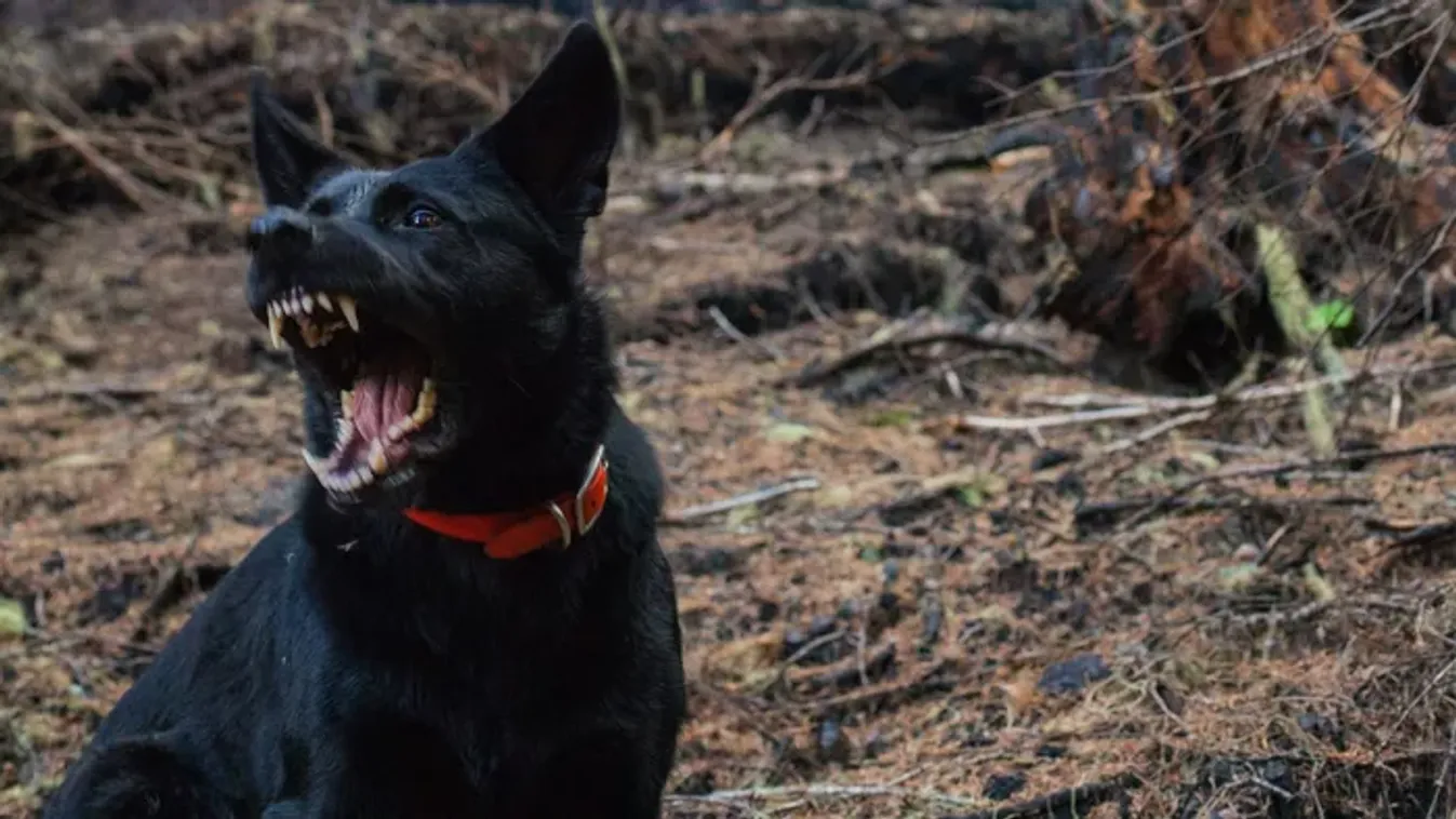 Brutális kutyatámadás Szentesen - A büntetés súlyosítását indítványozza az ügyészség