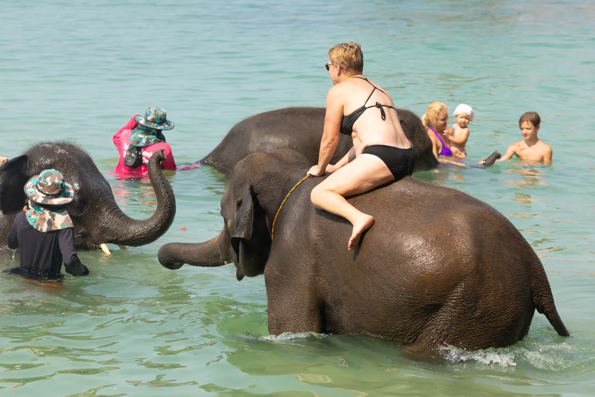 Vízben álló elefánt hátán ülő fürdőruhás női turista