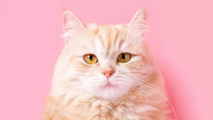 Te hittél volna a szemednek? 5 év után tért haza Artemis