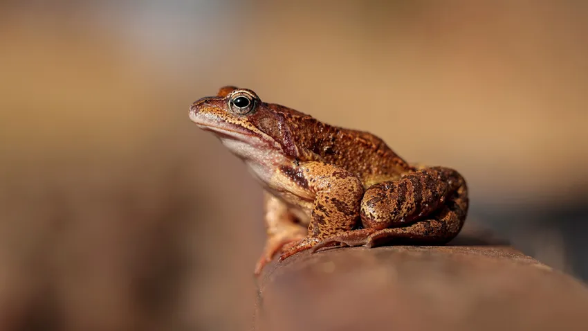 Kvíz kérdést ábrázoló kép