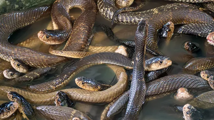 Csörgőkígyó ölte meg a kiránduló 46 éves nőt