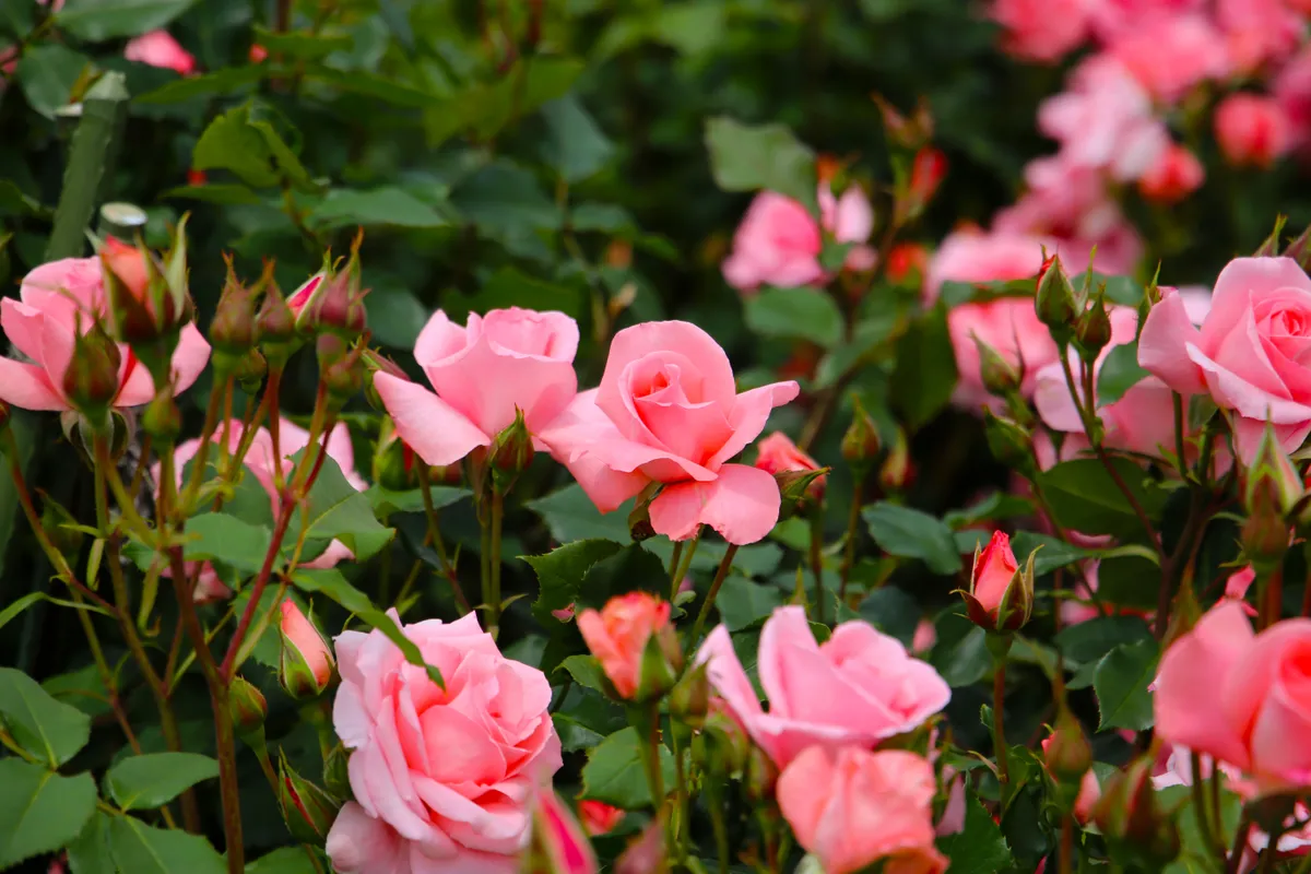 Rózsa metszése tavasszal, ami gyönyörű virágokat eredményez