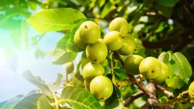 Ne mondj le róla – Ezzel a módszerrel még megmentheted a diófát