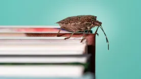 Hamarosan indul az invázió – Ezek a filléres trükkök a leghatékonyabbak a poloskák ellen