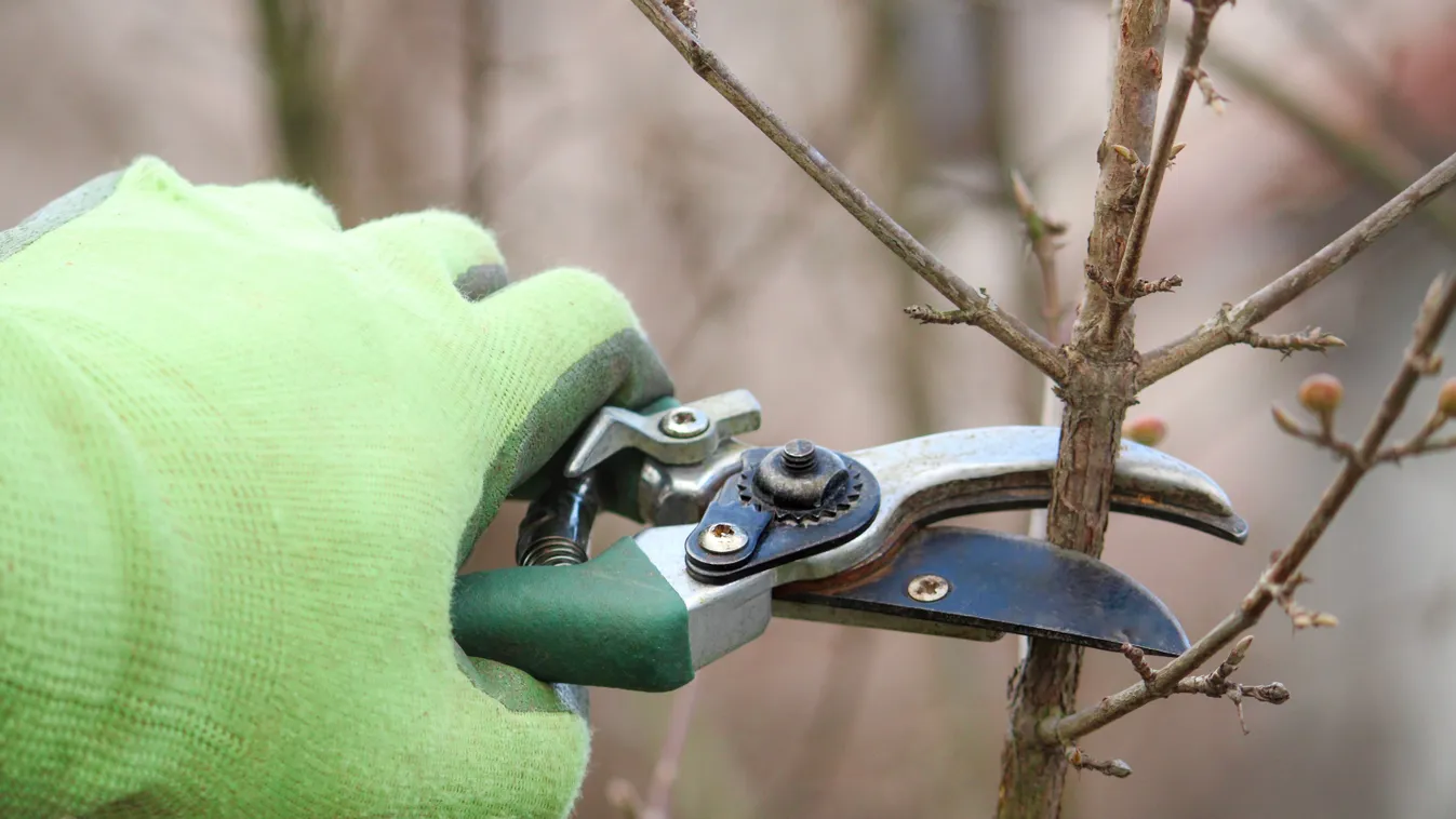 Gyümölcsfák metszése kesztyűben tavasszal