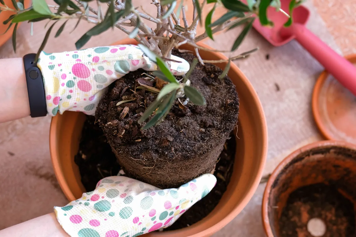 A növényt az előzőnél mindig egy mérettel nagyobb cserépbe ültesd.
