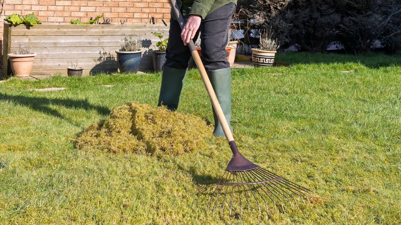 A te gyepeden is megjelent? Így védekezhetsz gyorsan és egyszerűen a hópenész ellen