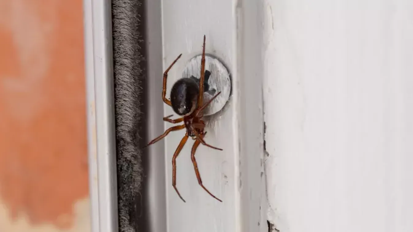 Irtózol a nyolclábú betolakodóktól? Íme, a megoldás – Pókriasztó növények, amik valóban hatásosak