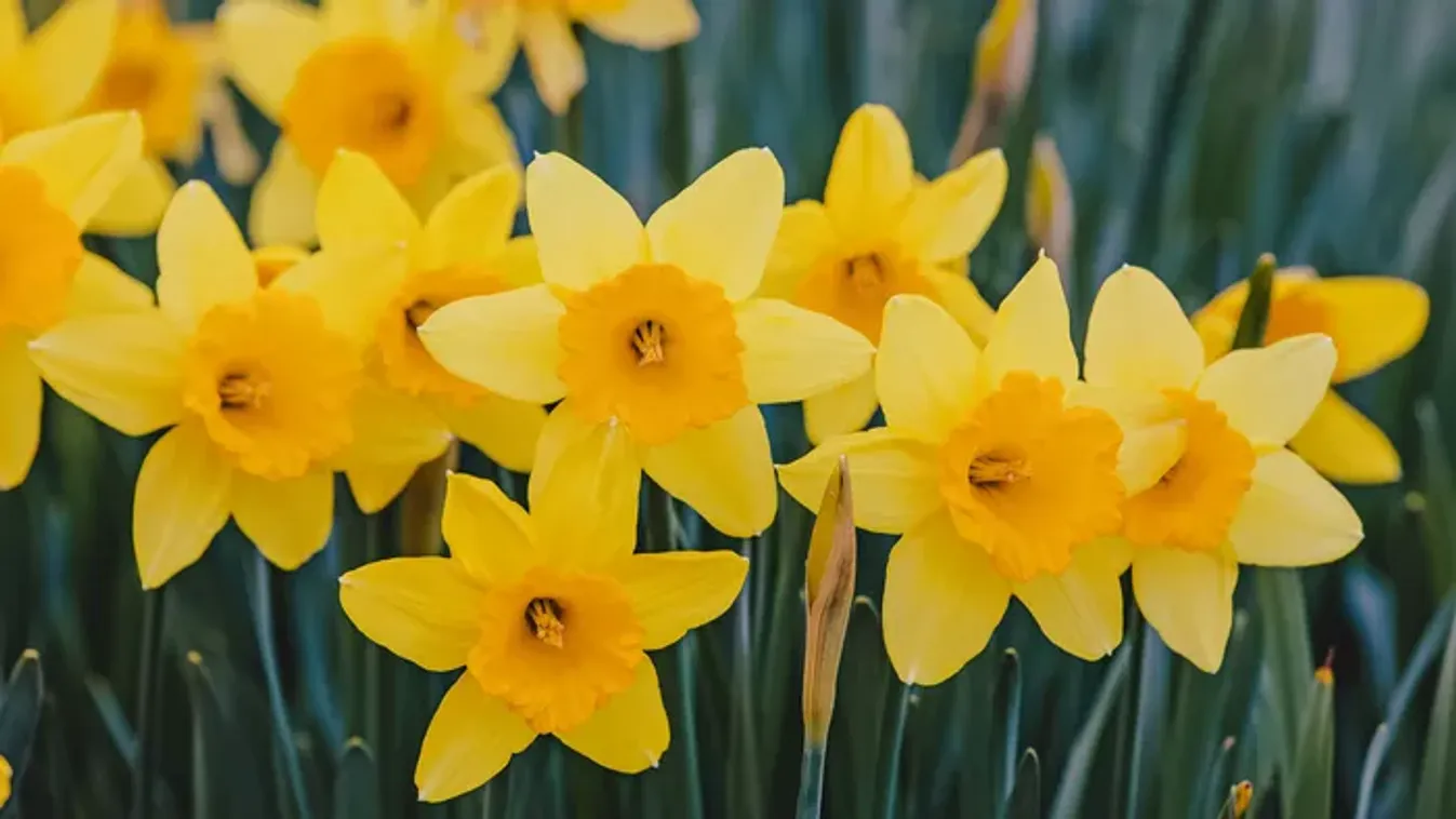 Csodás nárciszmezők: itt szedhetsz saját tavaszi csokrot