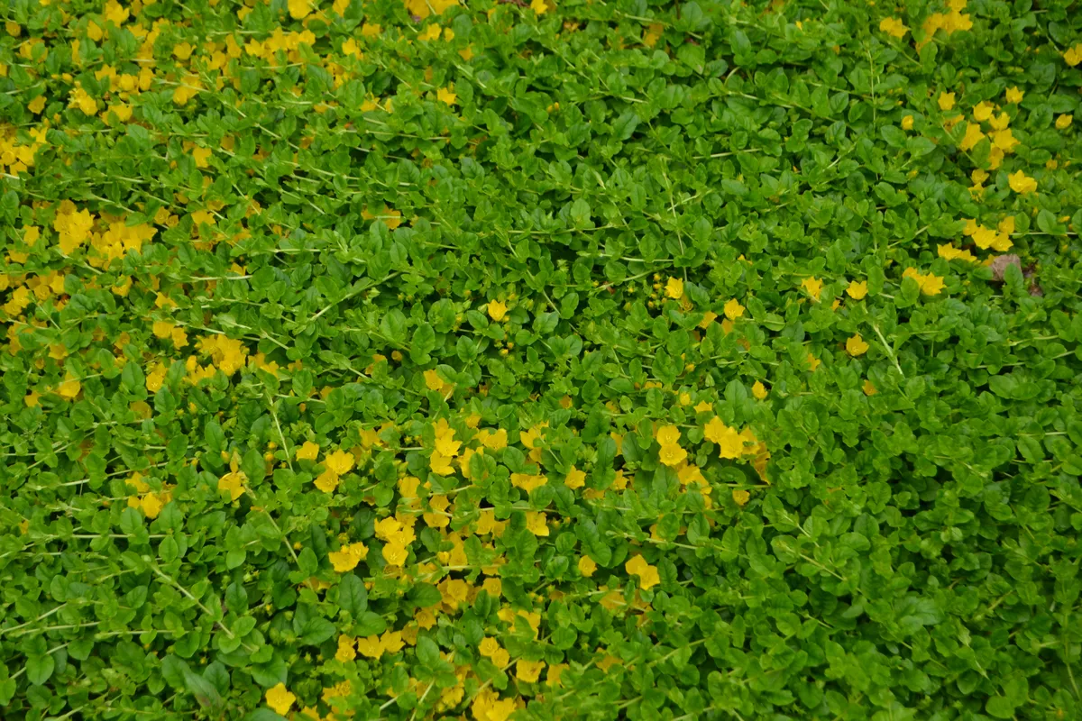 Pénzlevelű lizinka