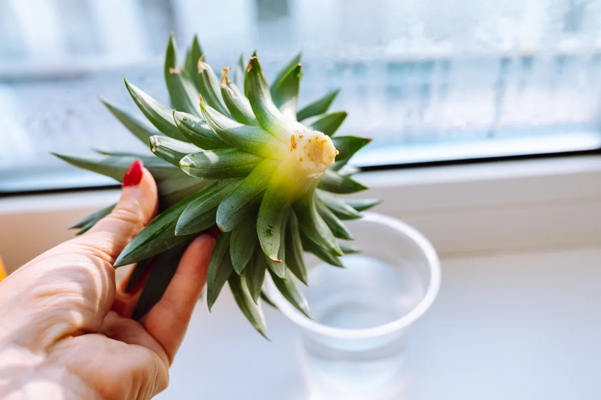 ananász gyökereztetése otthon