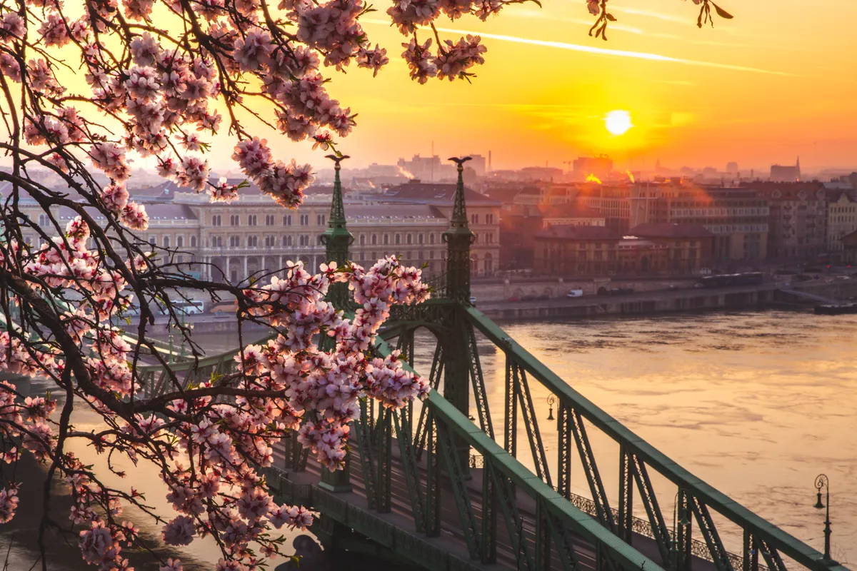 virágba borult mandulafa a Gellért-hegyen, háttérben a Szabadság-híd napfelkeltekor.