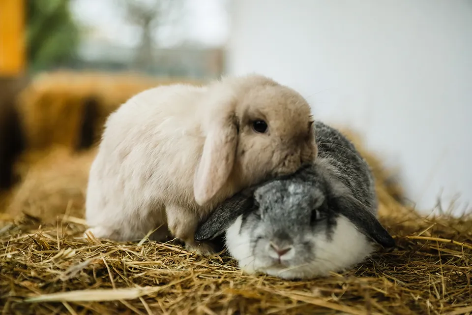 húsvéti szokások nyuszi