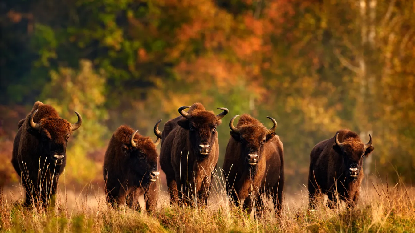 Gyere velünk Európa legszebb erdeibe az erdők világnapja alkalmából.