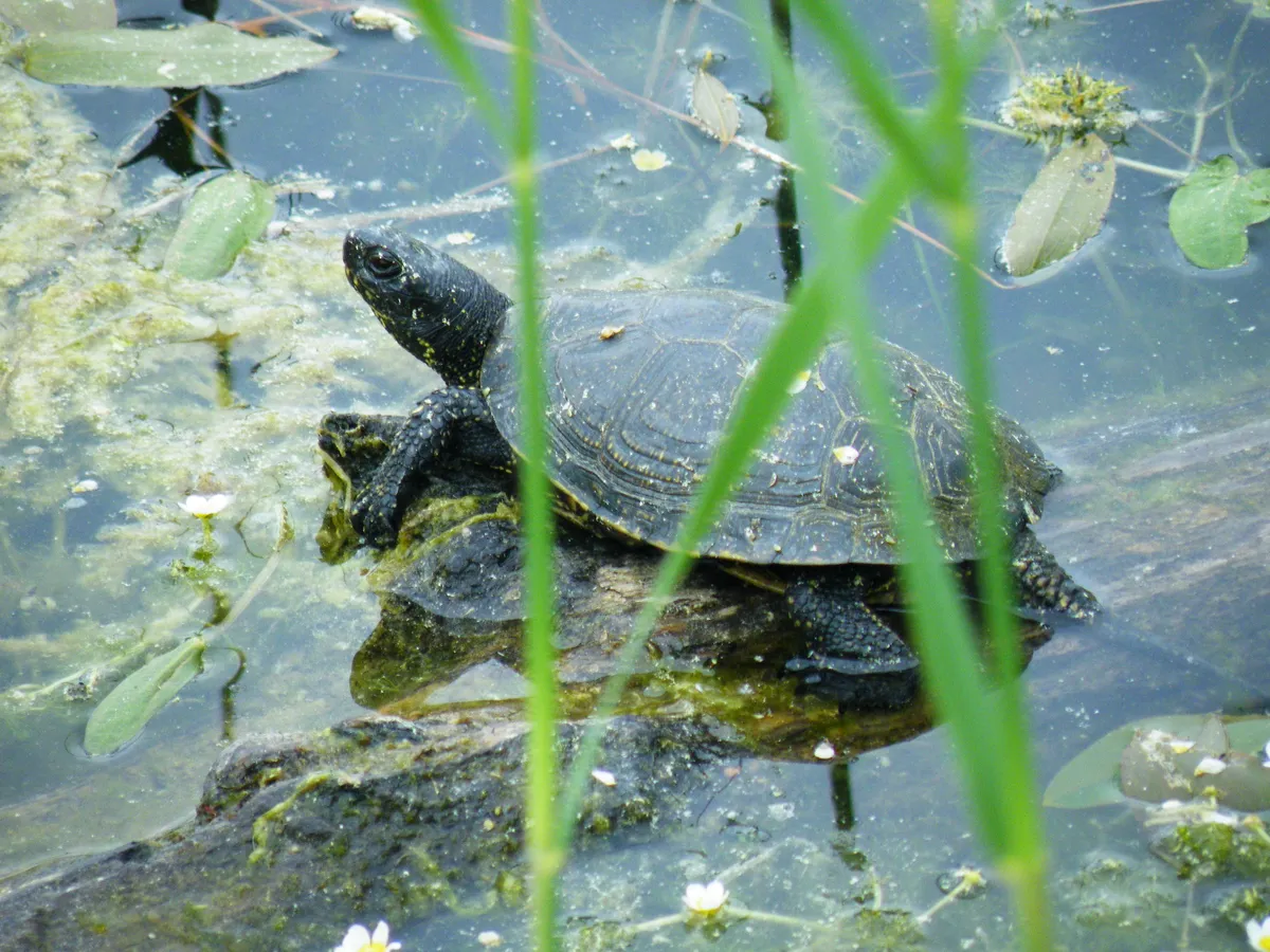 Mocsári teknős a Naplás-tóban.