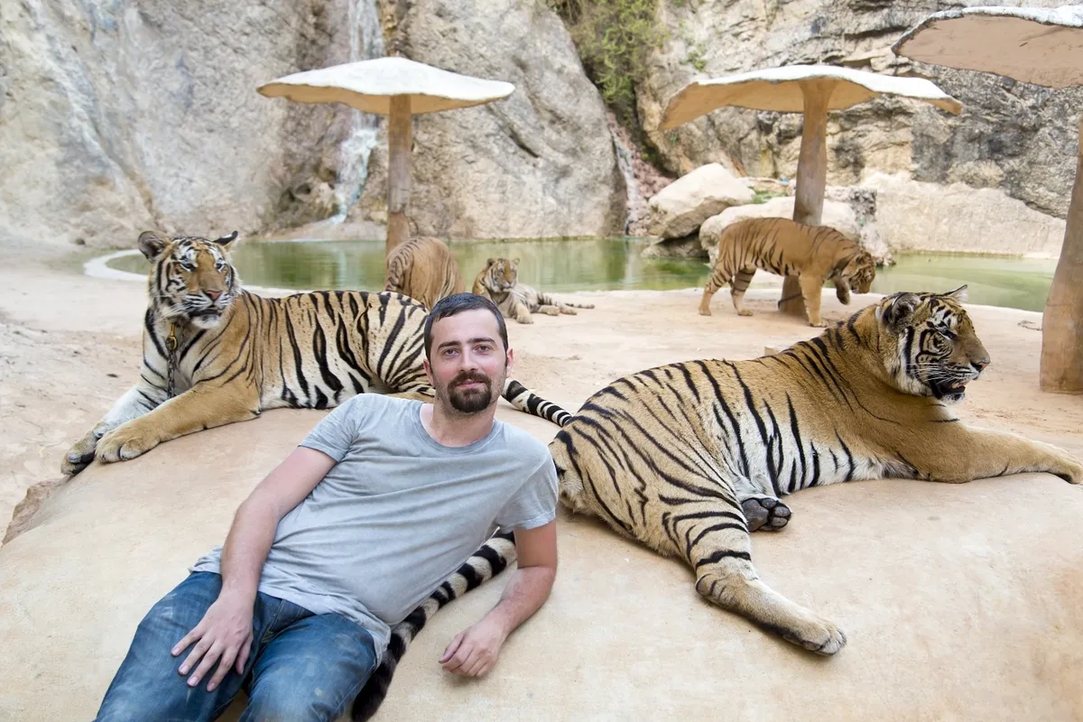 Leszedált tigrisek egy turista körül fekve