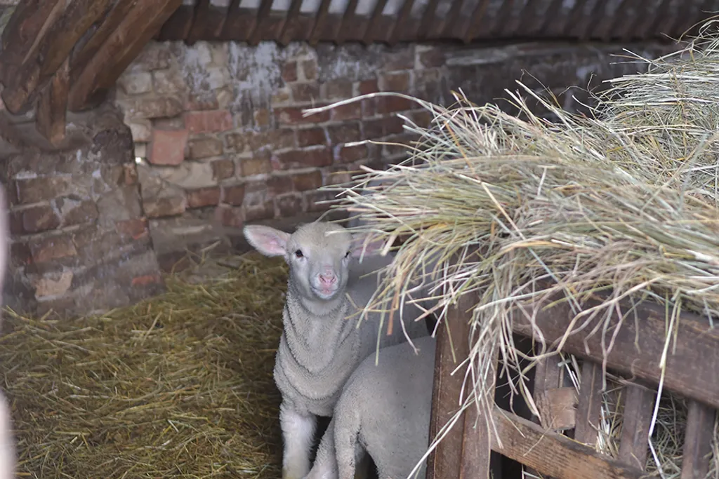 20210322 Felsőnána

Nincs két hét sincs húsvétig, ebben az időszakban szokták a kisbárányokkal teli szállítmányokat elindítják, főként Olaszország felé. Idén, a járvány ellenére nem állt le az élőállat-szállítás. És úgy tűnik egyelőre a felvásárlási árak 
