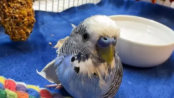 Súlyos állatkínzás: marihuánát adott a papagájának egy férfi