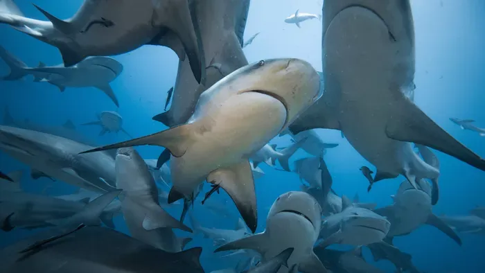 Sokkoló cápatámadás: ilyen, amikor megtámad a ragadozó